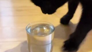A cat with a funny way of drinking water