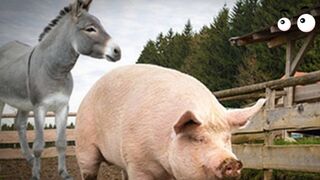 Fascinating Facts about Donkeys and Pigs