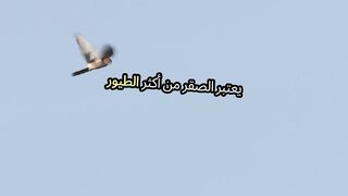 اسرار صادمة عن حياة الصقر