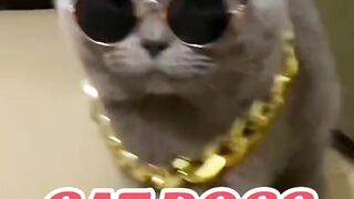 #funny #cat #dog #animals 5 (71)