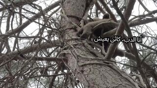 أسرار حياة الدب ونهايته الغامضة