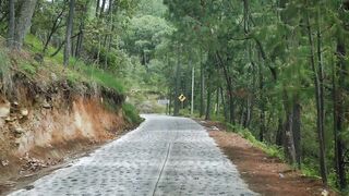 Walking a path that crosses a dense forest