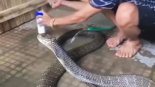 Homem cobra