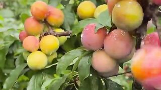 Beautiful fruits 2