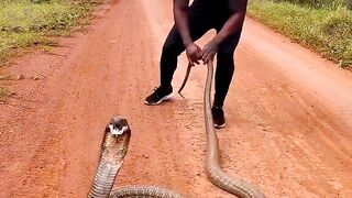 Serpente