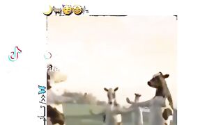 Dancing cow ????