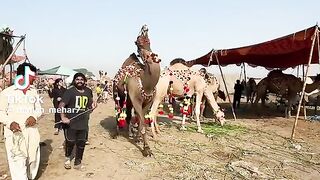 Dancing camel ????