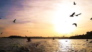 Sea birds flying in slow motion over the water as the sun sets