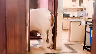 Ek bar per ghar main a gaya???????? #foryou #youtubeshorts #cow #bull #cowbuety #viral