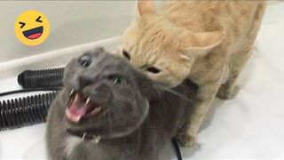 Try Not To Laugh Cats And Dogs Videos ???? - New Funny Animals Video 2024