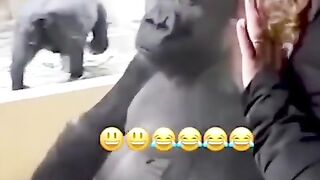 Animals Funny Moment
