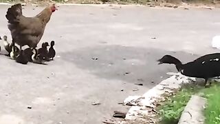Animals Funny Moment 2