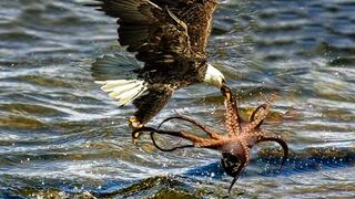 The Eagle Dies While Hunting Octopus In The Ocean 2