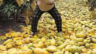 Panen mangga