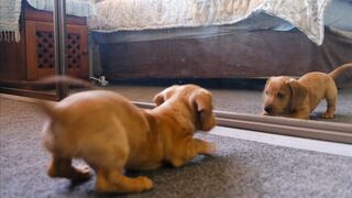 dogs looking in mirror