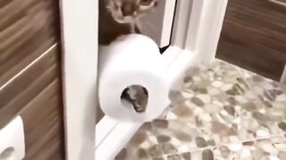 Cats and People are Best Friends Forever
