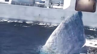 Orca assassina