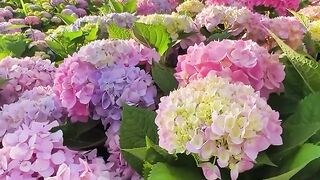 The Flowers is Bunga Borondong