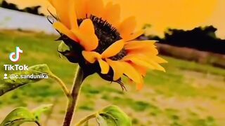 Sunset with sunflower