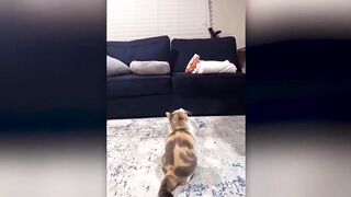 New Funny Cats And Dog