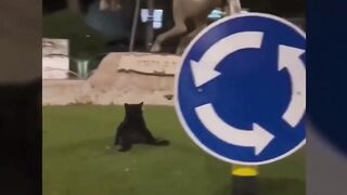 New Funny Cats And Dogs