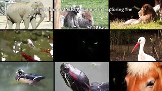 Al Presenting: Exploring the Animal Kingdom - A Kids' Educational Adventure