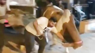 Bulit bull