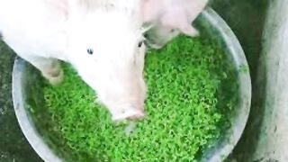 AZOLLA FARMING FFOR PIGS