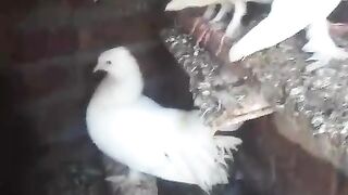 Stand up pigeon