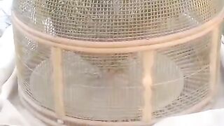 Fandy of the cage