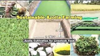 AZOLLA POD