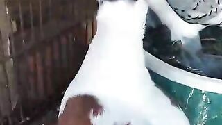 Pigeon hole