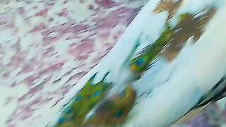 Bed peacock