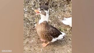 The FUNNIEST Animal Videos of 2024! DON'T LAUGH CHALLENGE