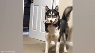 New Funny Animals 2024 ???? Funniest Cats and Dogs Videos ????????
