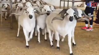 يعتبر خروف الصردي كنزًا من التقاليد المغربية الحية #المغرب #صردي #عيدالأضحى