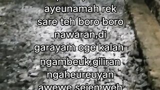 ayam broiler || kata kata lucu 430