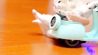 Laugh Challenge: Cats Provoking Laughter and Delight