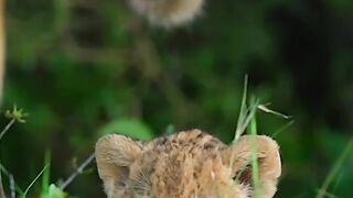 A wink of lions in the forest