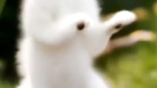 Dancing cat 4