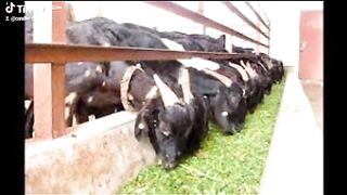 Earn doing farming with Azolla