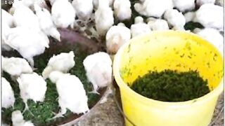 Earn through modern farming