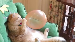 Funny cat ???????????? 4