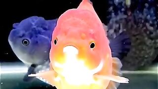 Oranda goldfish