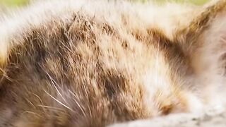 Lion????