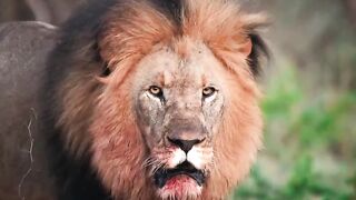 LIONS