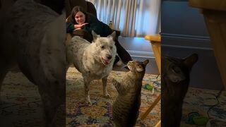 Funny pets moments