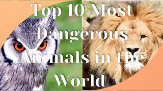 Top 10 dangerous animals in the world