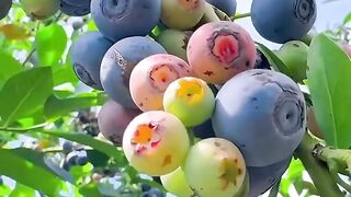 Rare fruit
