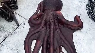 Giant Pacific Octopus Shapeshifter British Columbia.